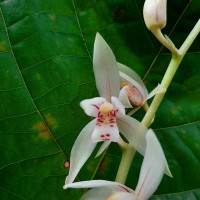 Cymbidium haematodes Lindl.